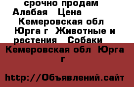 срочно продам   Алабая › Цена ­ 8 000 - Кемеровская обл., Юрга г. Животные и растения » Собаки   . Кемеровская обл.,Юрга г.